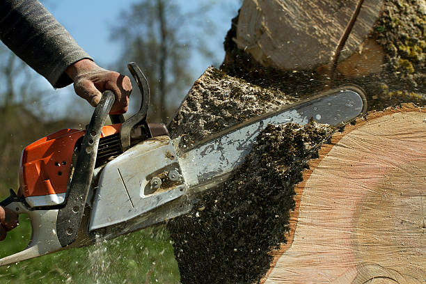 Dead Tree Removal in Siler City, NC